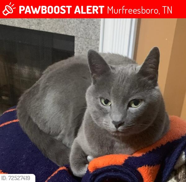 Lost Male Cat last seen Blaze and Campfire Drive, Murfreesboro, TN 37128