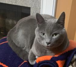 Lost Male Cat last seen Blaze and Campfire Drive, Murfreesboro, TN 37128