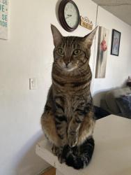 Lost Male Cat last seen Sepulveda and lanark, Los Angeles, CA 91402