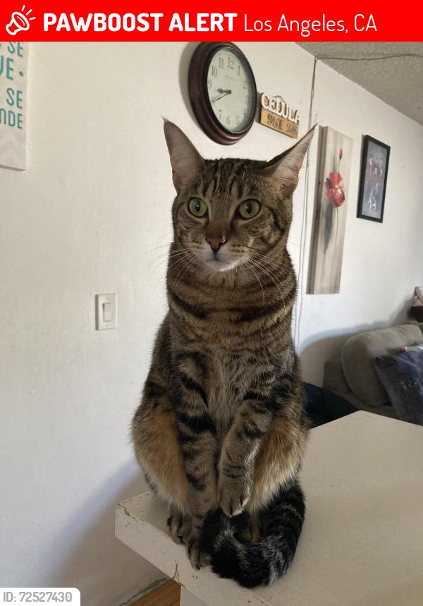 Lost Male Cat last seen Sepulveda and lanark, Los Angeles, CA 91402