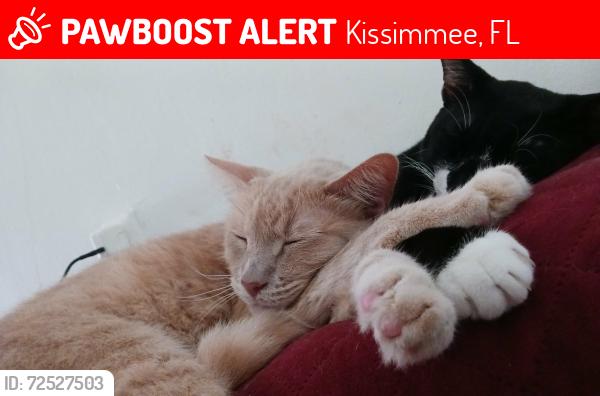 Lost Male Cat last seen Bryant St and Old Tampa Hwy, Kissimmee, FL 34746