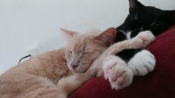 Lost Male Cat last seen Bryant St and Old Tampa Hwy, Kissimmee, FL 34746