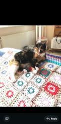 Lost Female Cat last seen B17 Birmingham , West Midlands, England B17