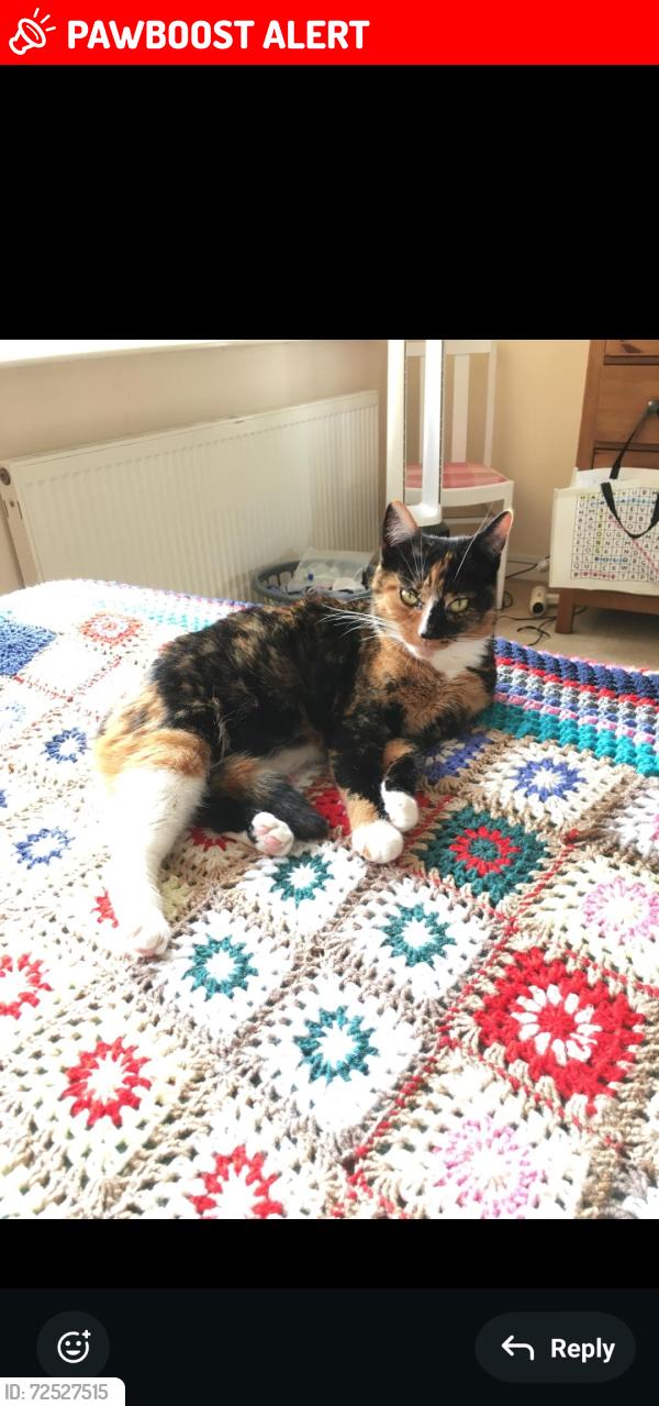 Lost Female Cat last seen B17 Birmingham , West Midlands, England B17
