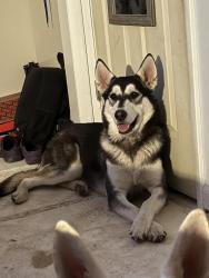 Lost Male Dog last seen Shamrock Materials near a pound, Trenton, OH 45067