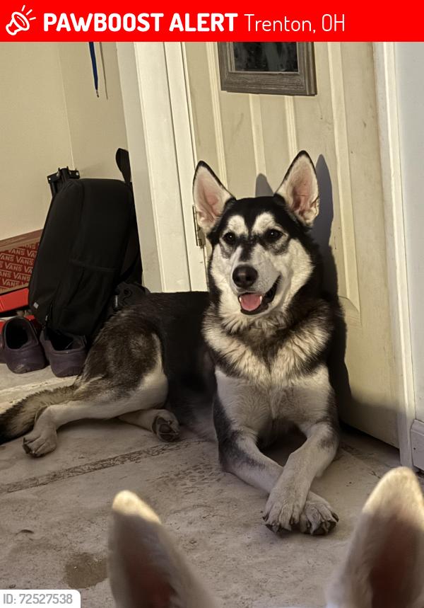 Lost Male Dog last seen Shamrock Materials near a pound, Trenton, OH 45067