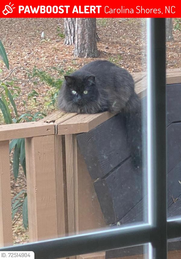 Lost Male Cat last seen Carolina Shores Drive, Carolina Shores, NC 28467