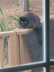 Lost Male Cat last seen Carolina Shores Drive, Carolina Shores, NC 28467