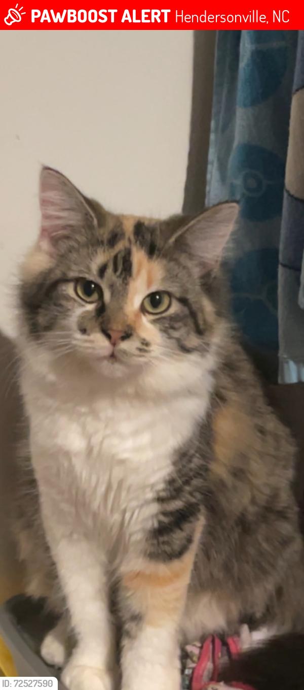 Lost Female Cat last seen Corn Mountain, Hendersonville, NC 28792