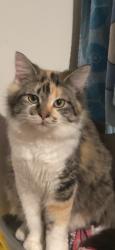 Lost Female Cat last seen Corn Mountain, Hendersonville, NC 28792
