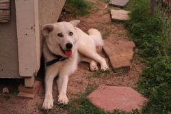Lost Female Dog last seen In Grande St near Scissors, Donna, TX 78537