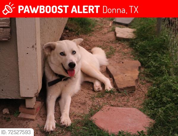 Lost Female Dog last seen In Grande St near Scissors, Donna, TX 78537