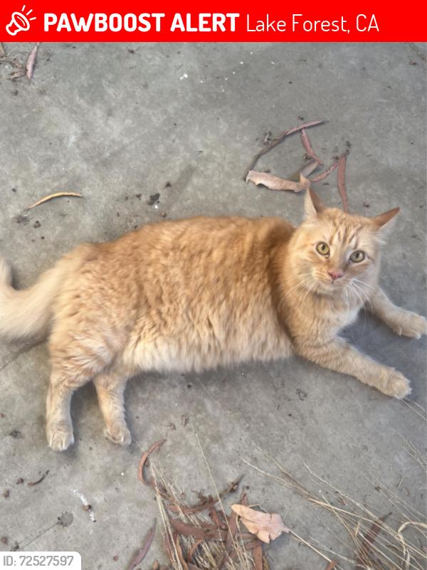 Lost Male Cat last seen Palmwood Drive, Villa Real and Camelia Street (Serrano Highlands), Lake Forest, CA 92630