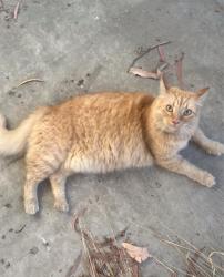 Lost Male Cat last seen Palmwood Drive, Villa Real and Camelia Street (Serrano Highlands), Lake Forest, CA 92630