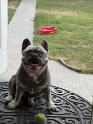 Lost Male Dog last seen 20th Gale, Long Beach, CA 90810