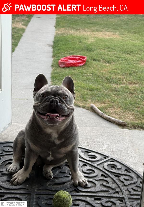 Lost Male Dog last seen 20th Gale, Long Beach, CA 90810