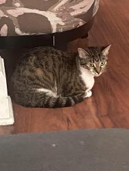 Lost Female Cat last seen 8th street South Jackson waukegan illinois, Waukegan, IL 60085
