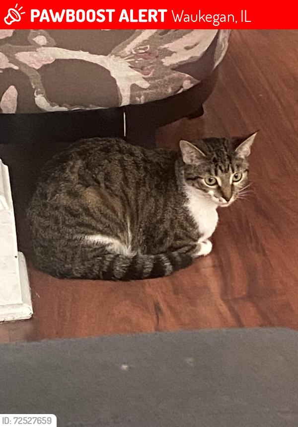 Lost Female Cat last seen 8th street South Jackson waukegan illinois, Waukegan, IL 60085