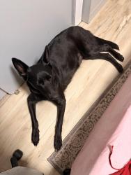 Lost Female Dog last seen ABC store on Smokey pkwy, Candler, NC 28715