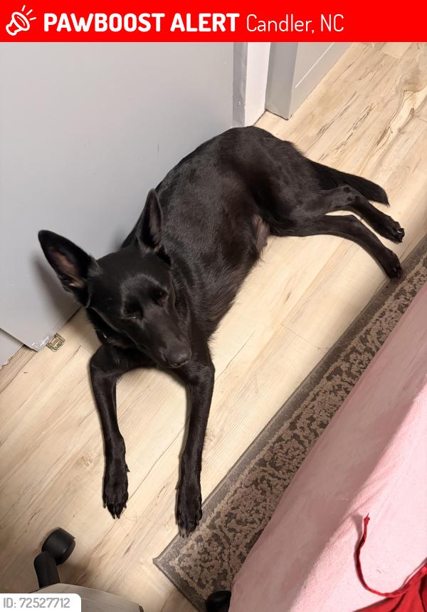 Lost Female Dog last seen ABC store on Smokey pkwy, Candler, NC 28715