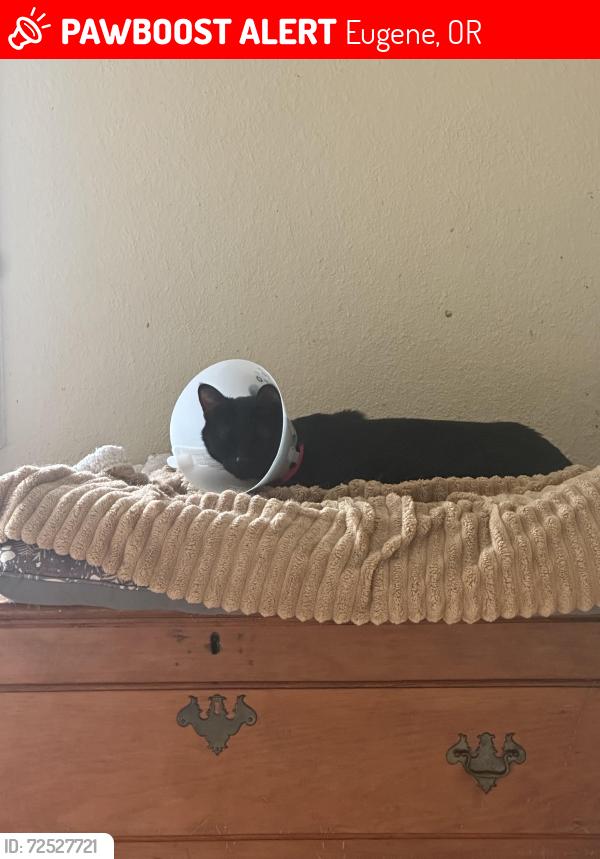 Lost Female Cat last seen Riverloop 2, Eugene, OR 97404