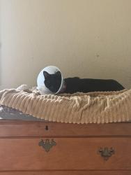 Lost Female Cat last seen Riverloop 2, Eugene, OR 97404