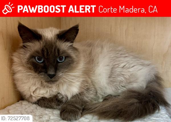 Lost Male Cat last seen Sonora Way and Granada Rd, Corte Madera, CA 94925