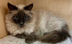 Lost Male Cat last seen Sonora Way and Granada Rd, Corte Madera, CA 94925