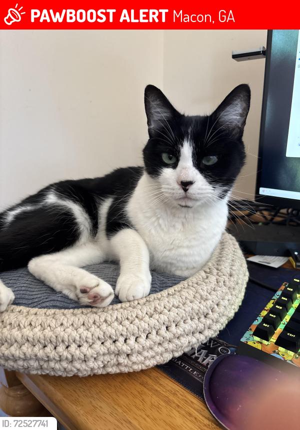 Lost Male Cat last seen Windsor Rd and Woodhaven Circle, Macon, GA 31204