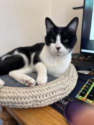 Lost Male Cat last seen Windsor Rd and Woodhaven Circle, Macon, GA 31204