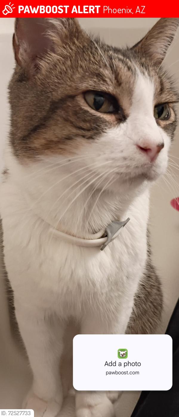 Lost Male Cat last seen 17th Street , Phoenix, AZ 85045