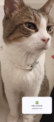 Lost Male Cat last seen 17th Street , Phoenix, AZ 85045