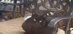 Lost Male Cat last seen Lincoln and De Leon, Tampa, FL 33609