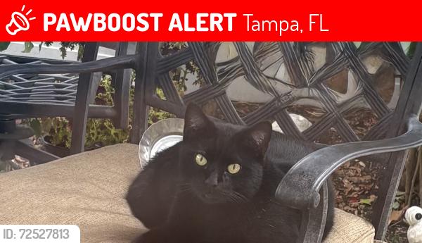 Lost Male Cat last seen Lincoln and De Leon, Tampa, FL 33609