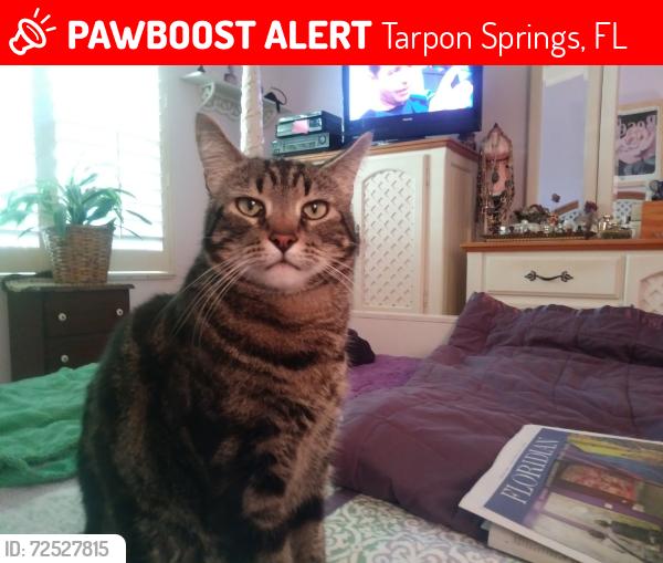 Lost Male Cat last seen Near US Hwy. 19 N, Tarpon Springs, Tarpon Springs, FL 34689