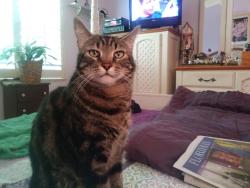Lost Male Cat last seen Near US Hwy. 19 N, Tarpon Springs, Tarpon Springs, FL 34689
