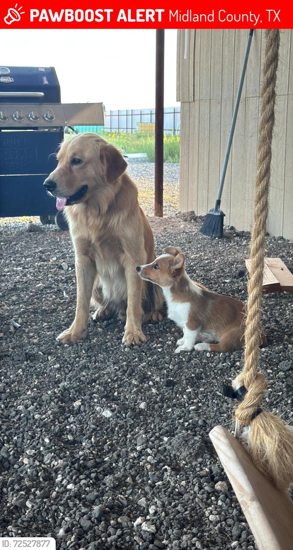 Lost Male Dog last seen Near and Cr 175, Midland County, TX 79706