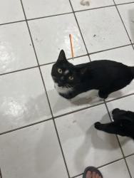 Lost Male Cat last seen Lawnwood Place on Lawnwood Circle, Fort Pierce, FL 34950