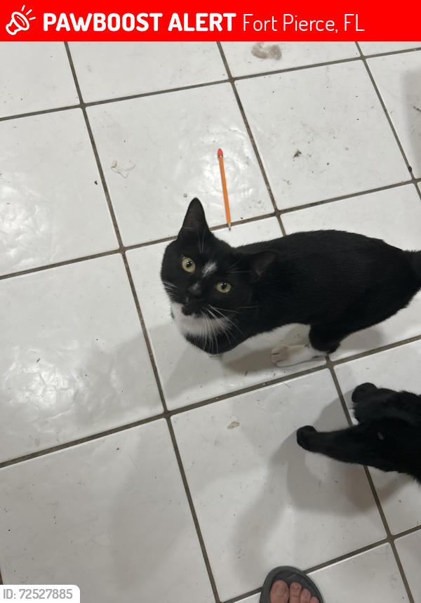 Lost Male Cat last seen Lawnwood Place on Lawnwood Circle, Fort Pierce, FL 34950