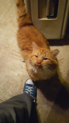Lost Male Cat last seen Near Broadway, Hanover, PA, Hanover, PA 17331