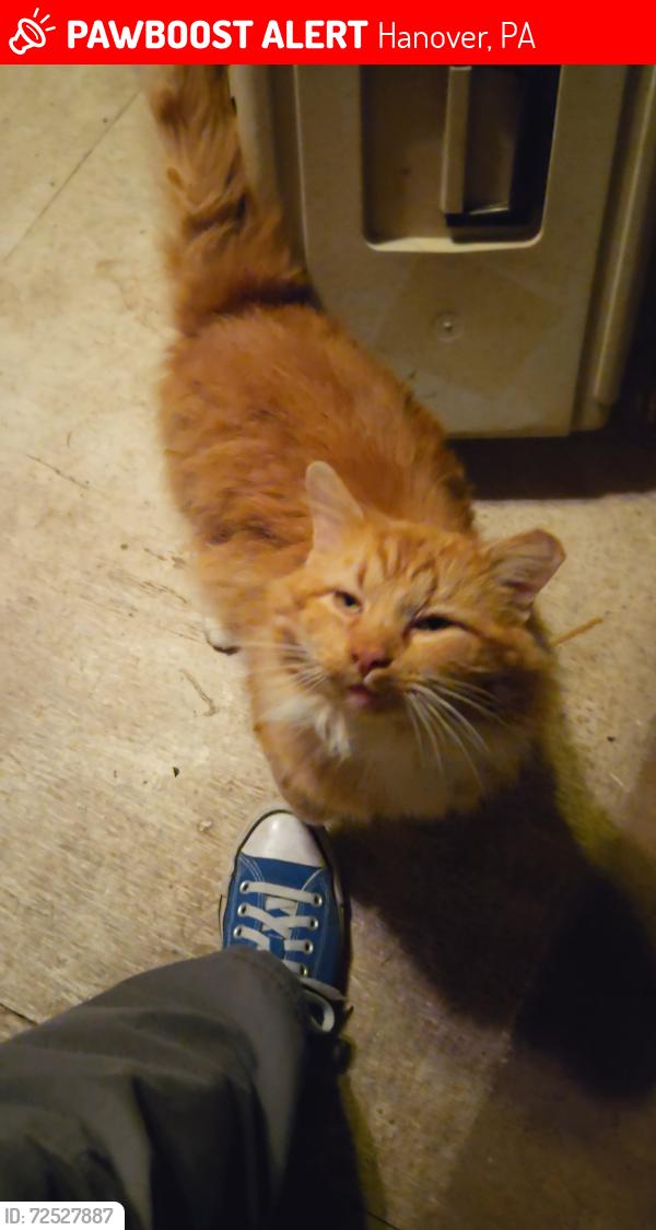 Lost Male Cat last seen Near Broadway, Hanover, PA, Hanover, PA 17331
