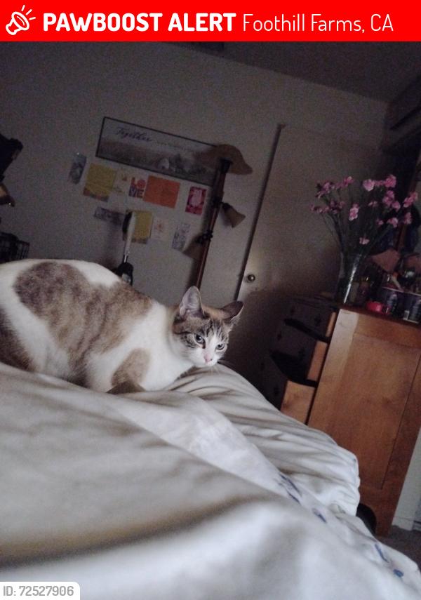 Lost Female Cat last seen Ogden Nash , Foothill Farms, CA 95842