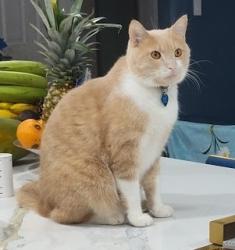 Lost Male Cat last seen Forest Hills Circle in Coral Springs and 87th Dr., Coral Springs, FL 33065