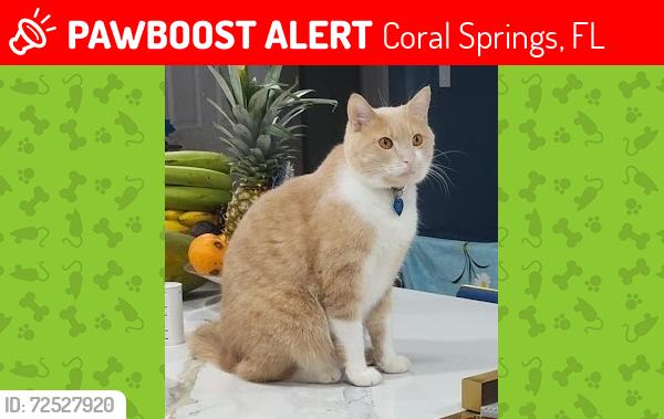 Lost Male Cat last seen Forest Hills Circle in Coral Springs and 87th Dr., Coral Springs, FL 33065