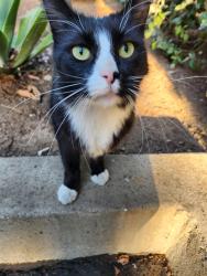 Found/Stray Female Cat last seen Bluff road, Montebello, CA 90640