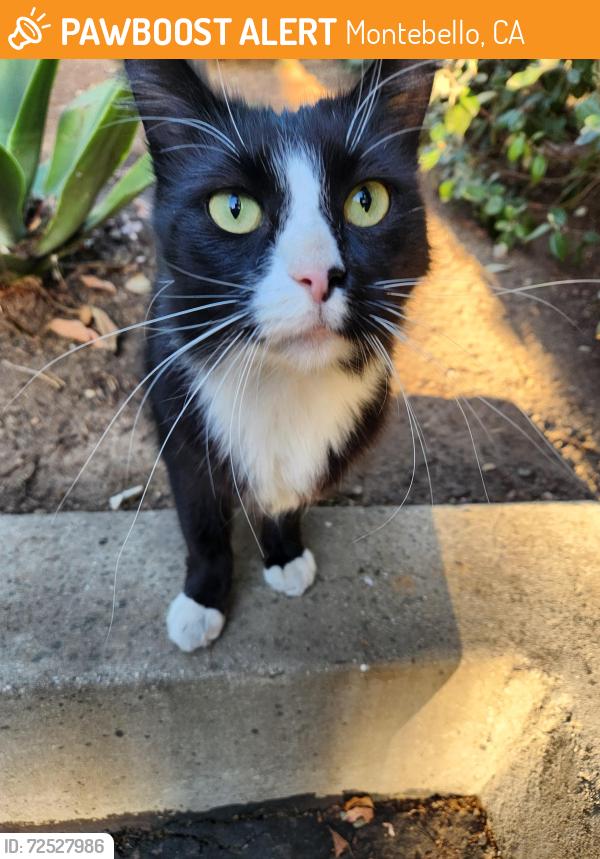 Found/Stray Female Cat last seen Bluff road, Montebello, CA 90640