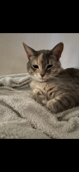 Lost Female Cat last seen East Parkway and Rubens Parkway, Sacramento, CA 95823