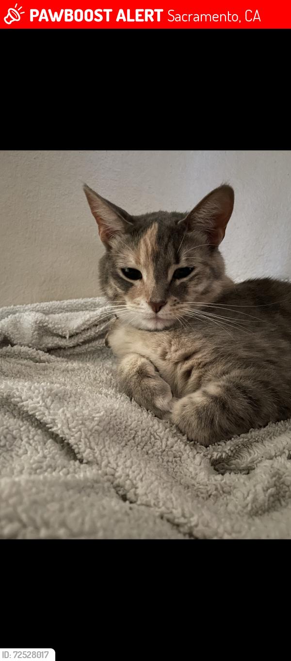 Lost Female Cat last seen East Parkway and Rubens Parkway, Sacramento, CA 95823