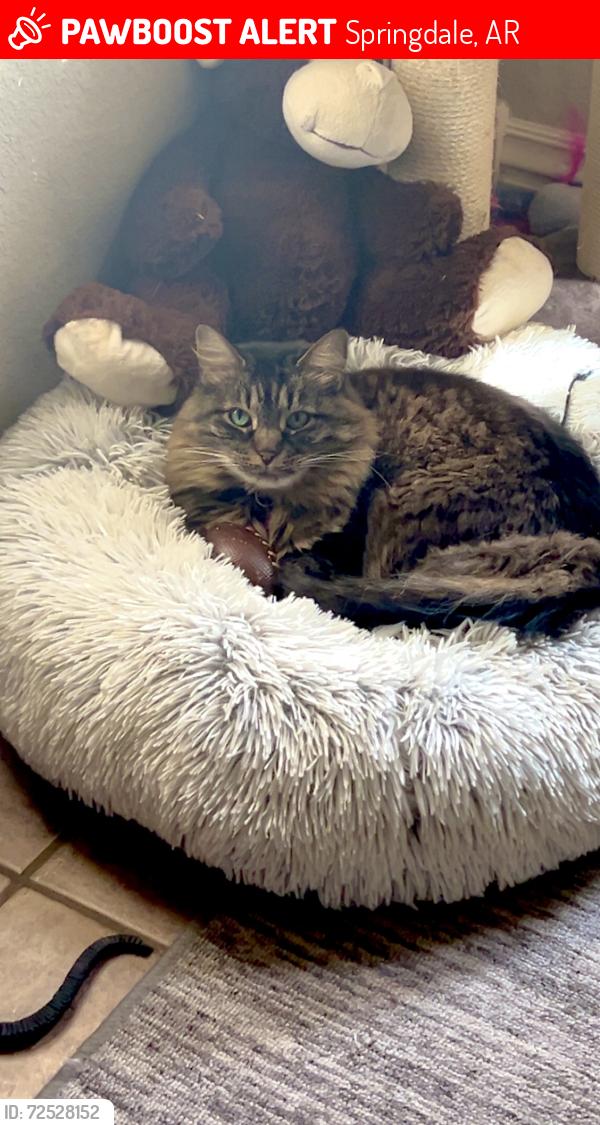 Lost Female Cat last seen Quant , Springdale, AR 72764