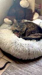 Lost Female Cat last seen Quant , Springdale, AR 72764